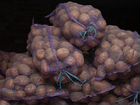 Монстер ядовитый цветок или нет Монстер ядовитый цветок или нет