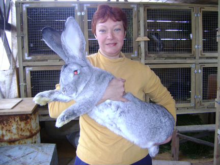 Где Купить Кроликов В Нижнем Новгороде