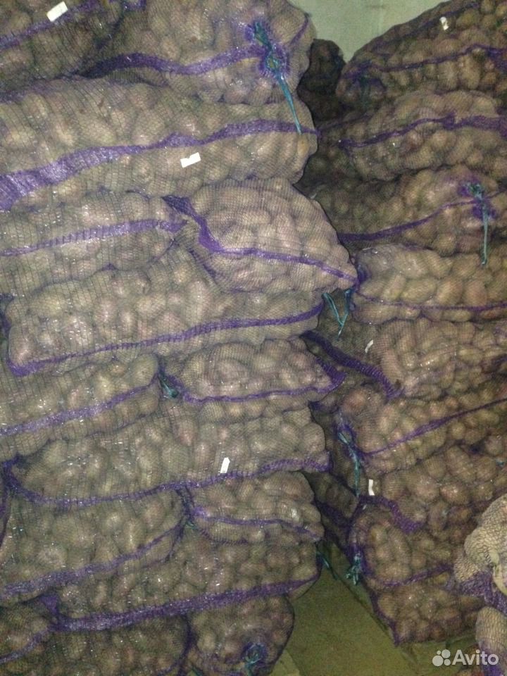 Продажа картофеля купить на Зозу.ру - фотография № 1