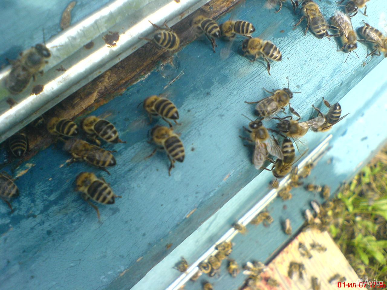 Продаются сильные пчелиные семьи купить на Зозу.ру - фотография № 3