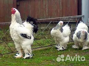 Куры, цыплята, яйца для инкубатора купить на Зозу.ру - фотография № 1