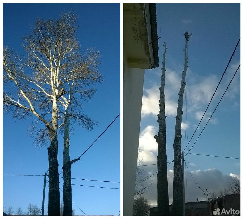 Убрать крону деревьев. Кронирование сосны. каблинг деревьев.