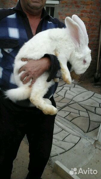 Продаются 2мес.кролики породы Фландр купить на Зозу.ру - фотография № 2