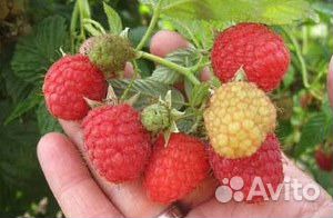 Саженцы ягодных кустарников купить на Зозу.ру - фотография № 5