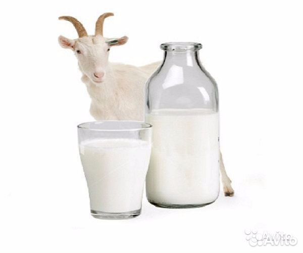 Продаем молоко и творог чешских коз купить на Зозу.ру - фотография № 1