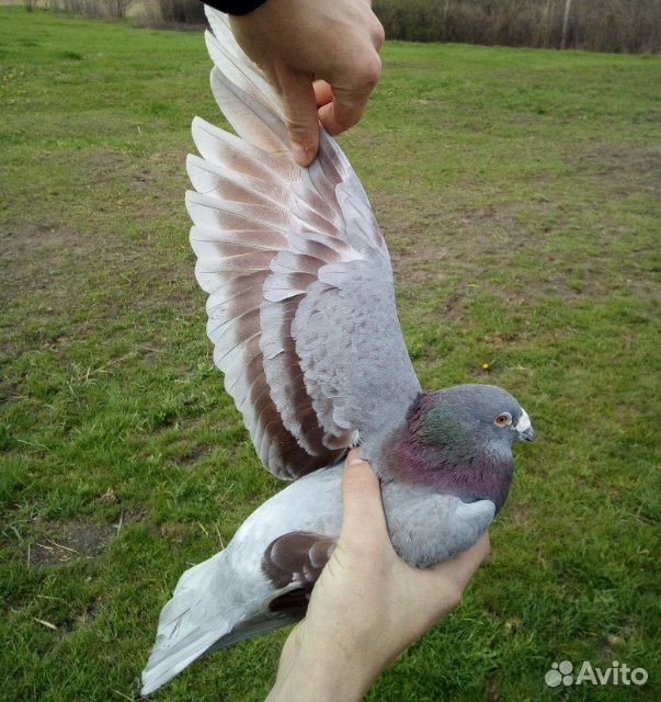 Почтовые голуби купить на Зозу.ру - фотография № 2