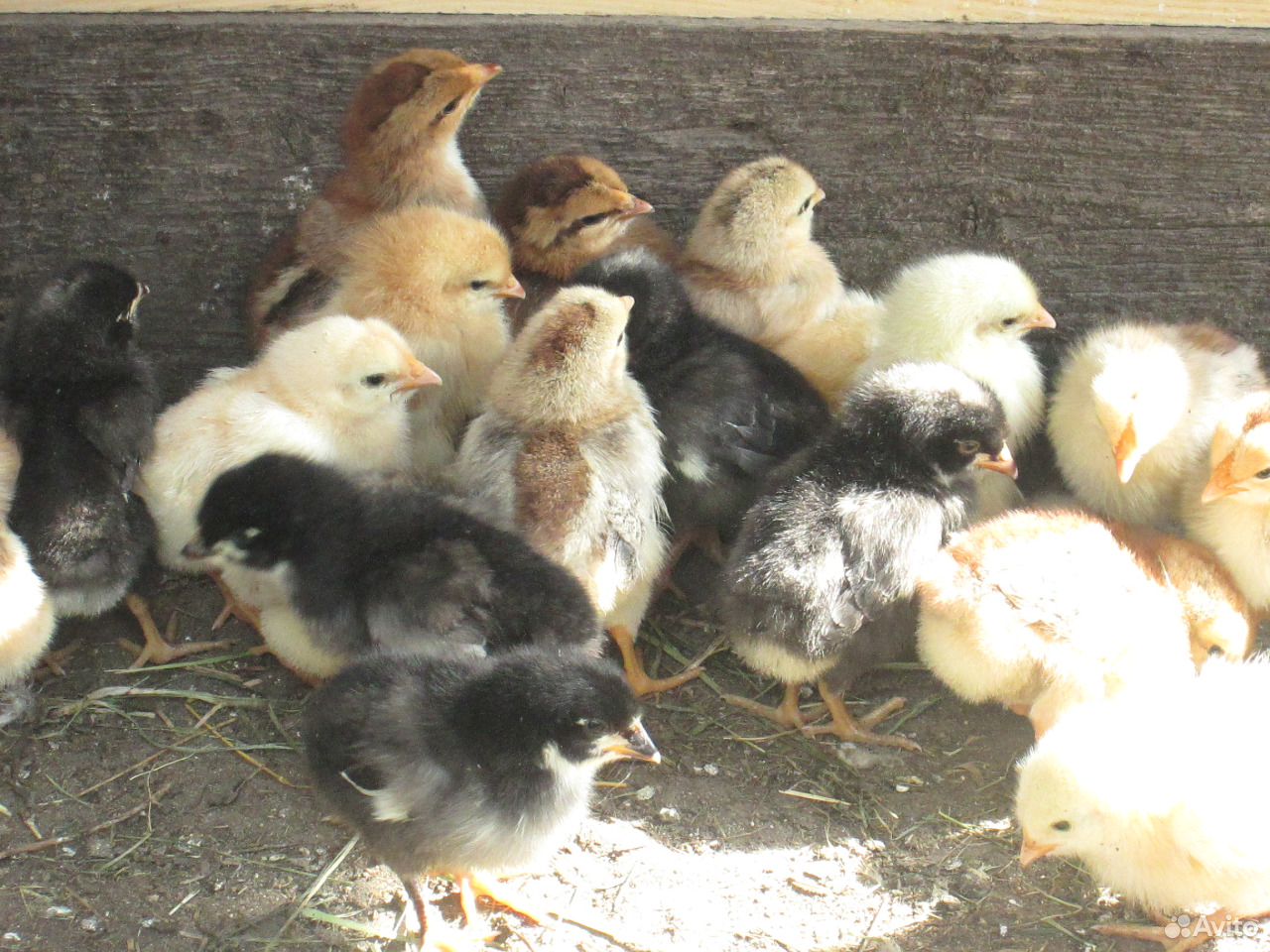 Цыплята от домашних кур-несушек купить на Зозу.ру - фотография № 6