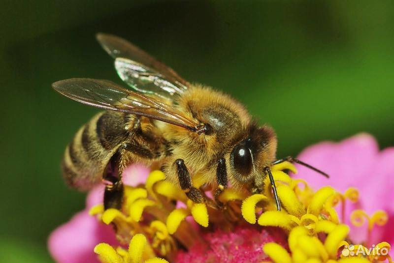 Продаю Пчелопакеты пчелы купить на Зозу.ру - фотография № 1