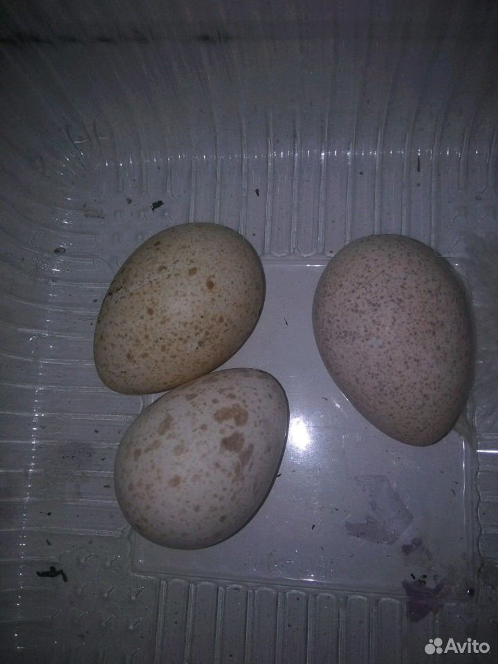 Индюшинные яйца для инкубаторах купить на Зозу.ру - фотография № 1