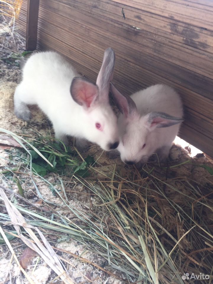 Калифорнийские Кролики Купить В Нижегородской Области Починки