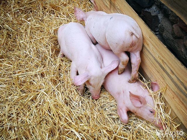 Поросята на доращивание: 6-60 кг, Свиньи; Свиномат купить на Зозу.ру - фотография № 2