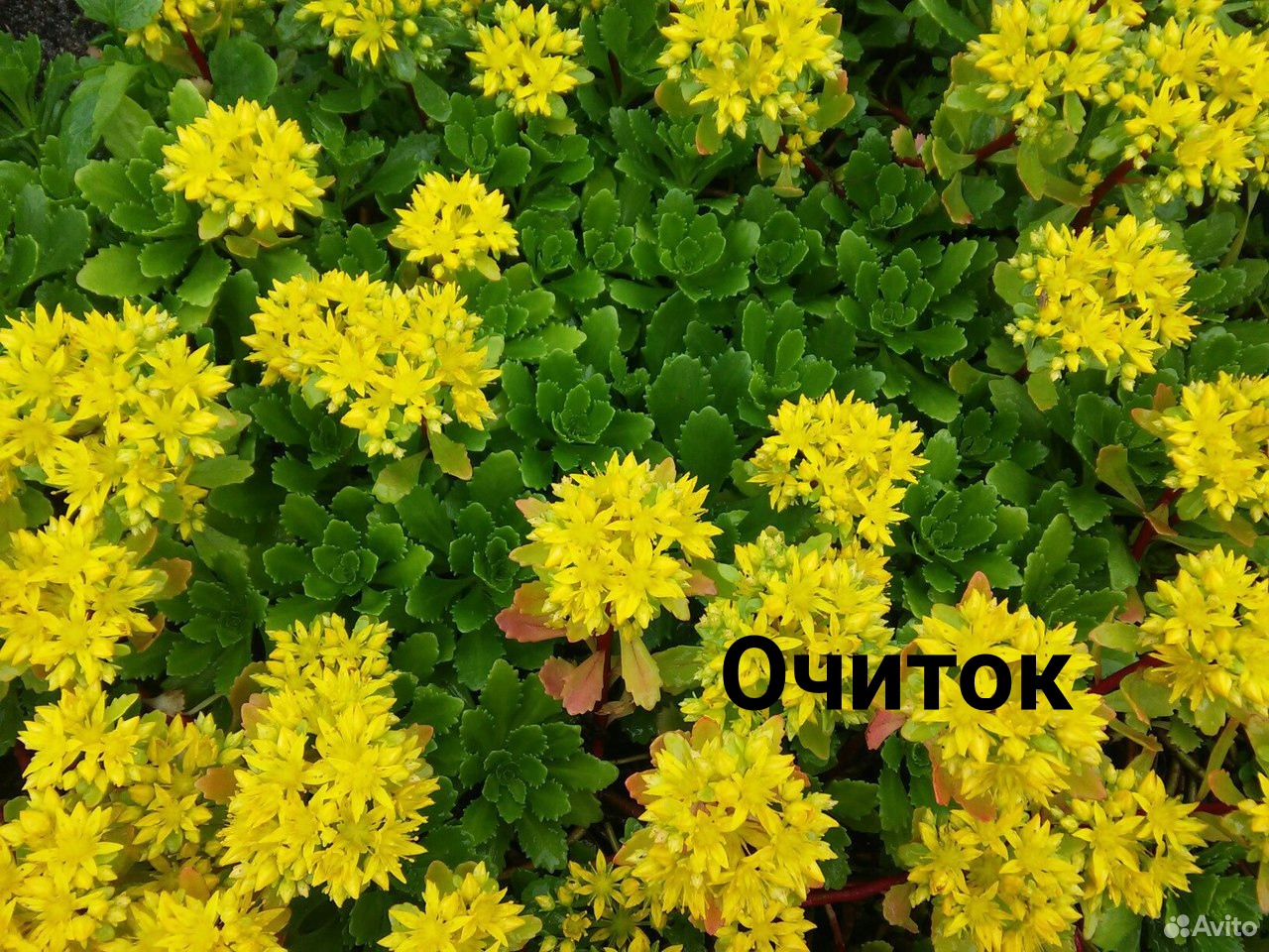 Цветы для дачи купить на Зозу.ру - фотография № 8