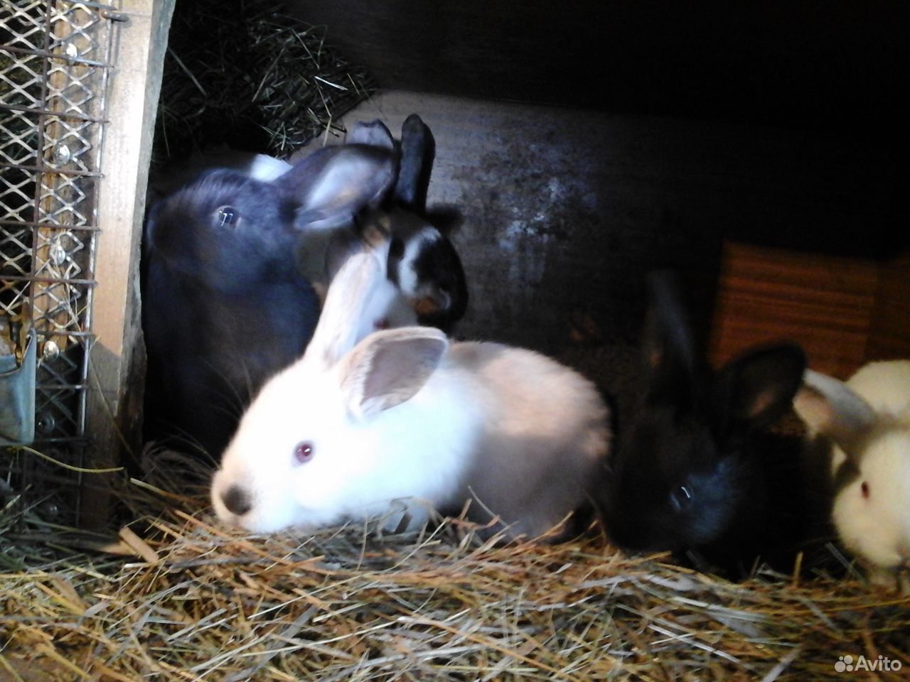 Крольчата 2-4 мес. бсс, Калифорния и их помеси купить на Зозу.ру - фотография № 4