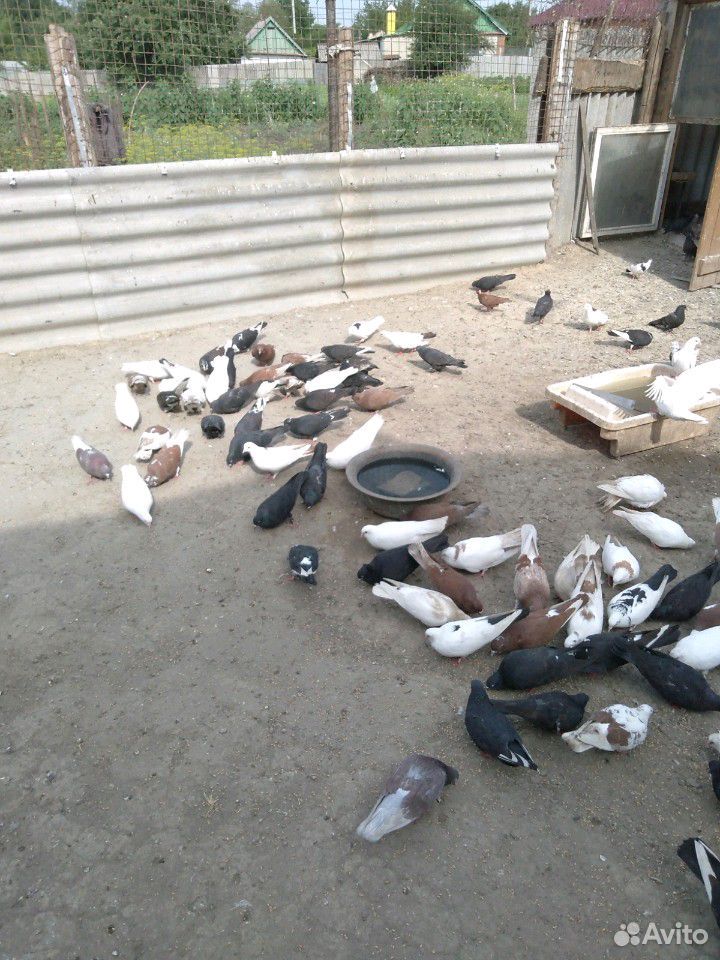 Продам бойни голубей купить на Зозу.ру - фотография № 7