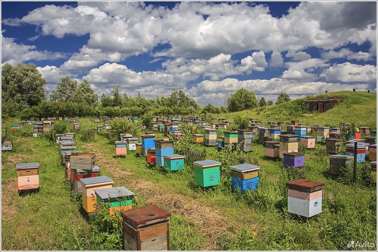 Пчелы, пчелосемьи г. Шарыпово купить на Зозу.ру - фотография № 4