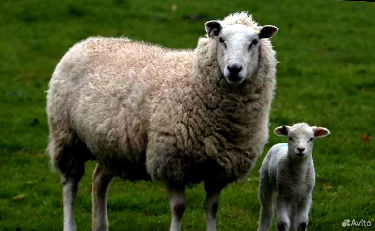 Овцы бараны на Курбан Байрам купить на Зозу.ру - фотография № 7