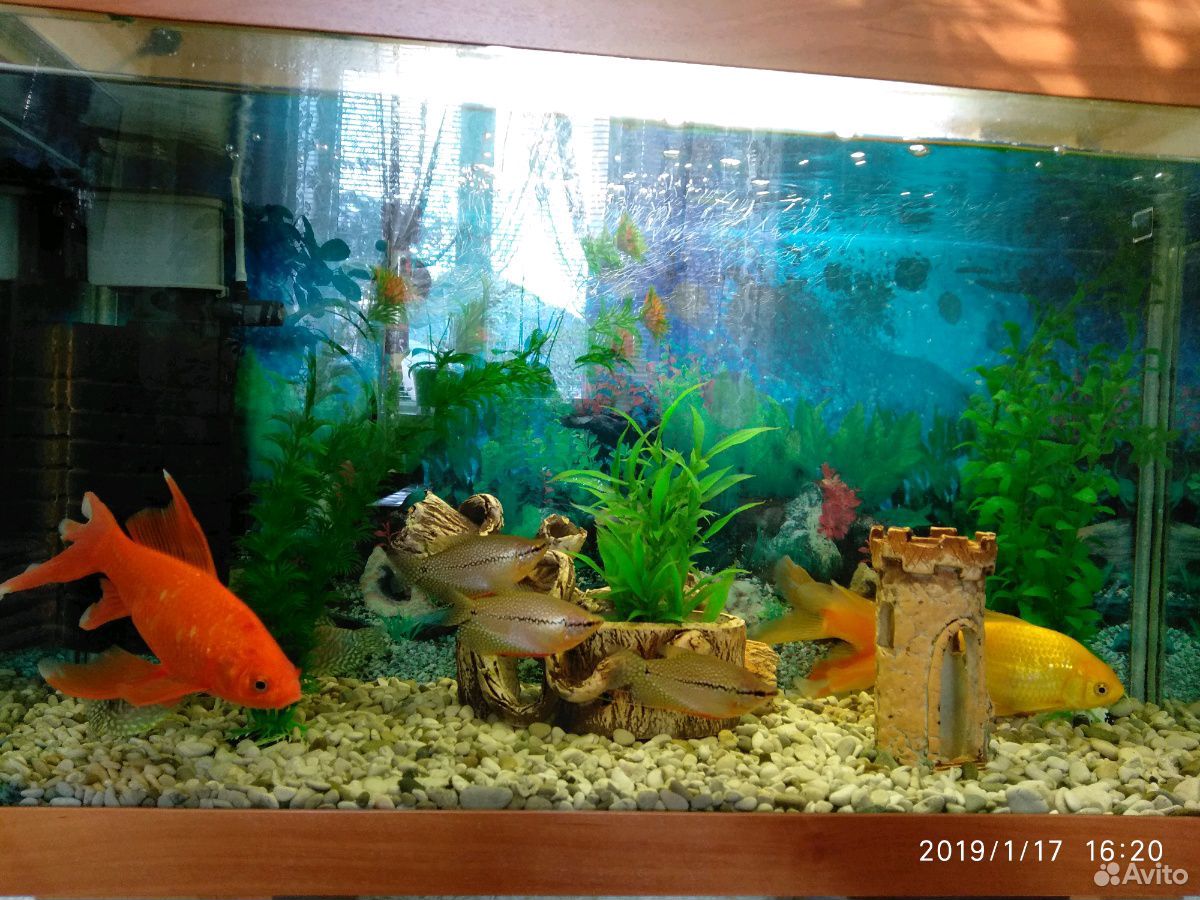 Продам аквариум вместе с рыбками и весь инвентарь купить на Зозу.ру - фотография № 1