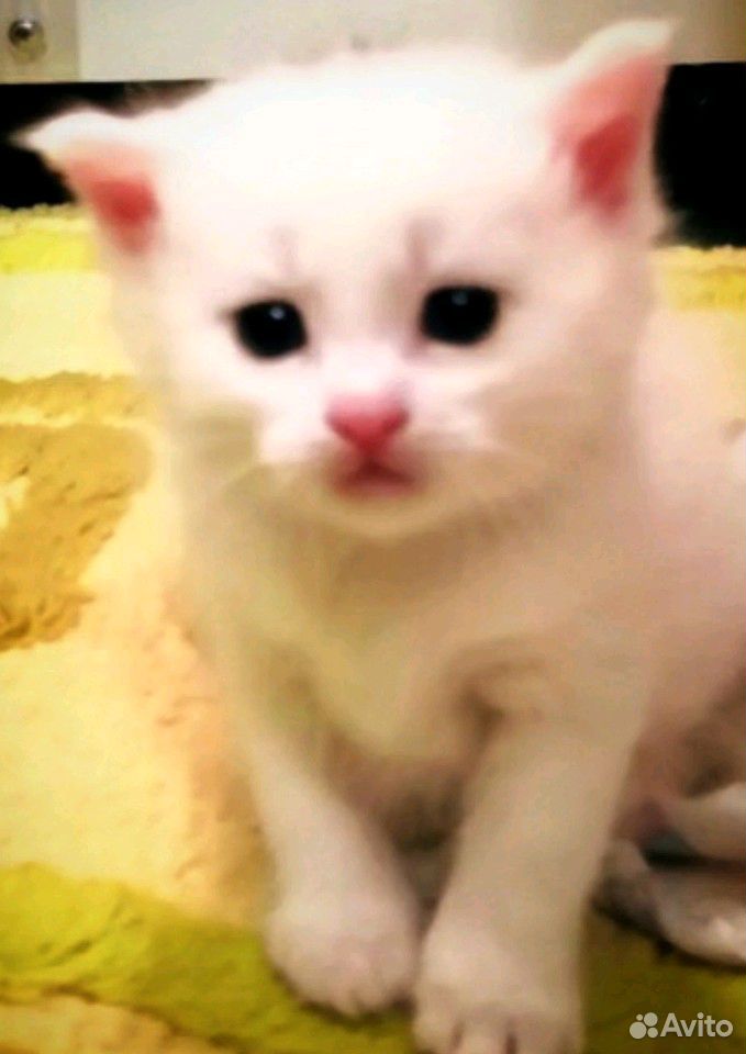 Белоснежный котик купить на Зозу.ру - фотография № 2
