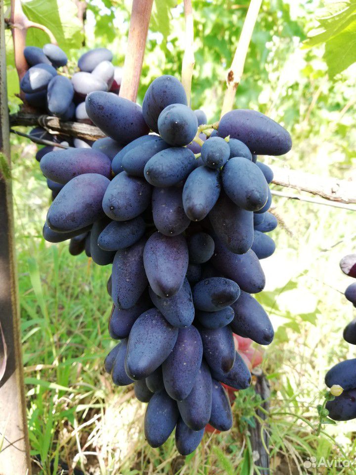 Саженцы винограда и плодовых купить на Зозу.ру - фотография № 2
