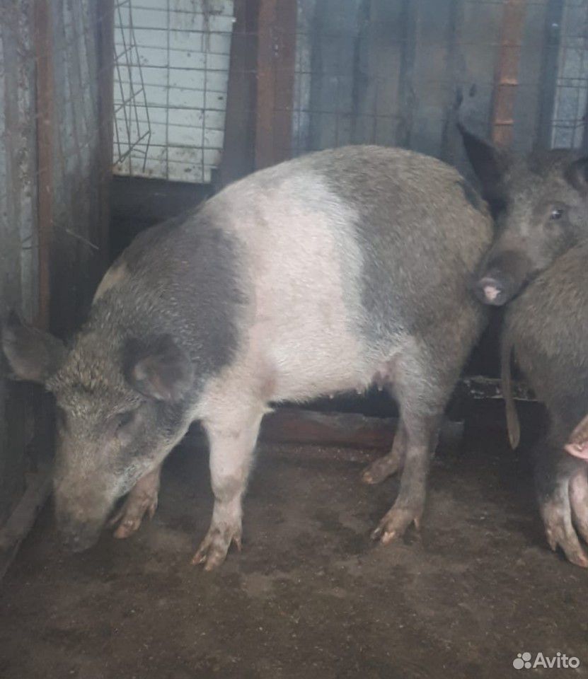 Домашние мясо свиньи купить на Зозу.ру - фотография № 2