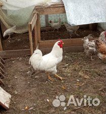 Цыплята пушкинской породы купить на Зозу.ру - фотография № 1