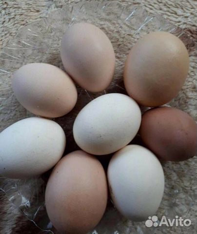 Яйца Инкубационное купить на Зозу.ру - фотография № 1