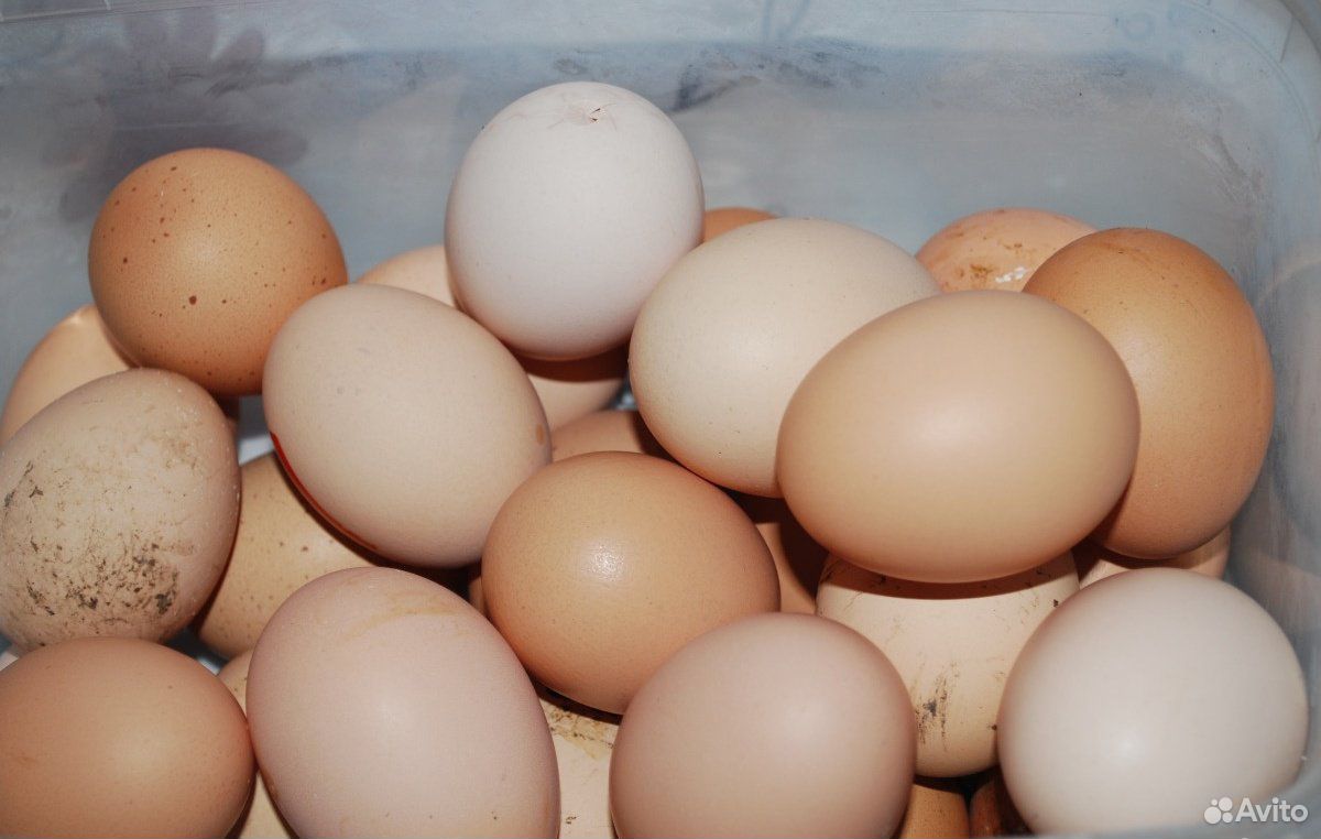 Яйцо инкубационное и цыплята Легбар купить на Зозу.ру - фотография № 3