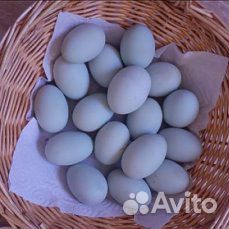 Инкубационное яйцо Кур породы Амераукана