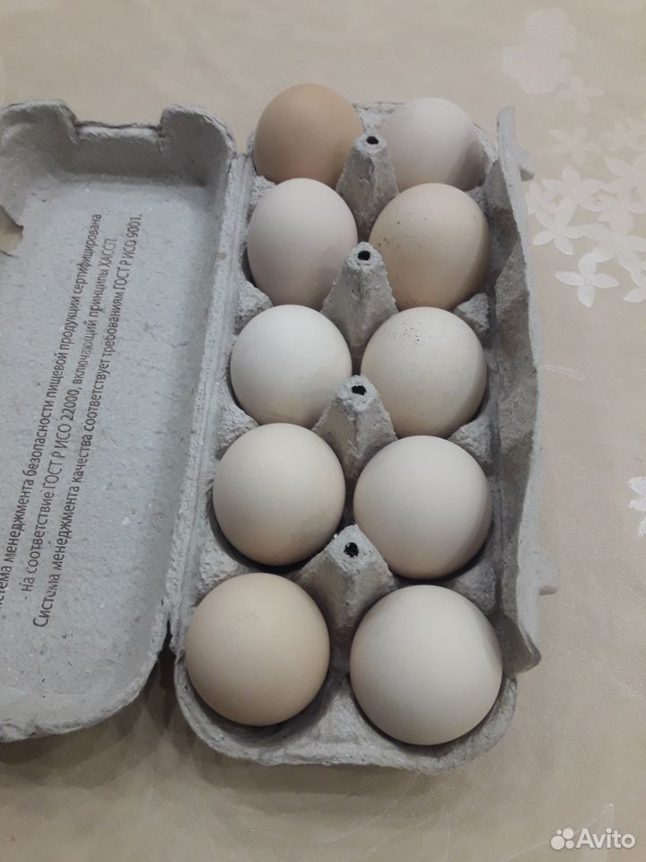 Инкубационное куринное яйцо адлерской серебристой купить на Зозу.ру - фотография № 1