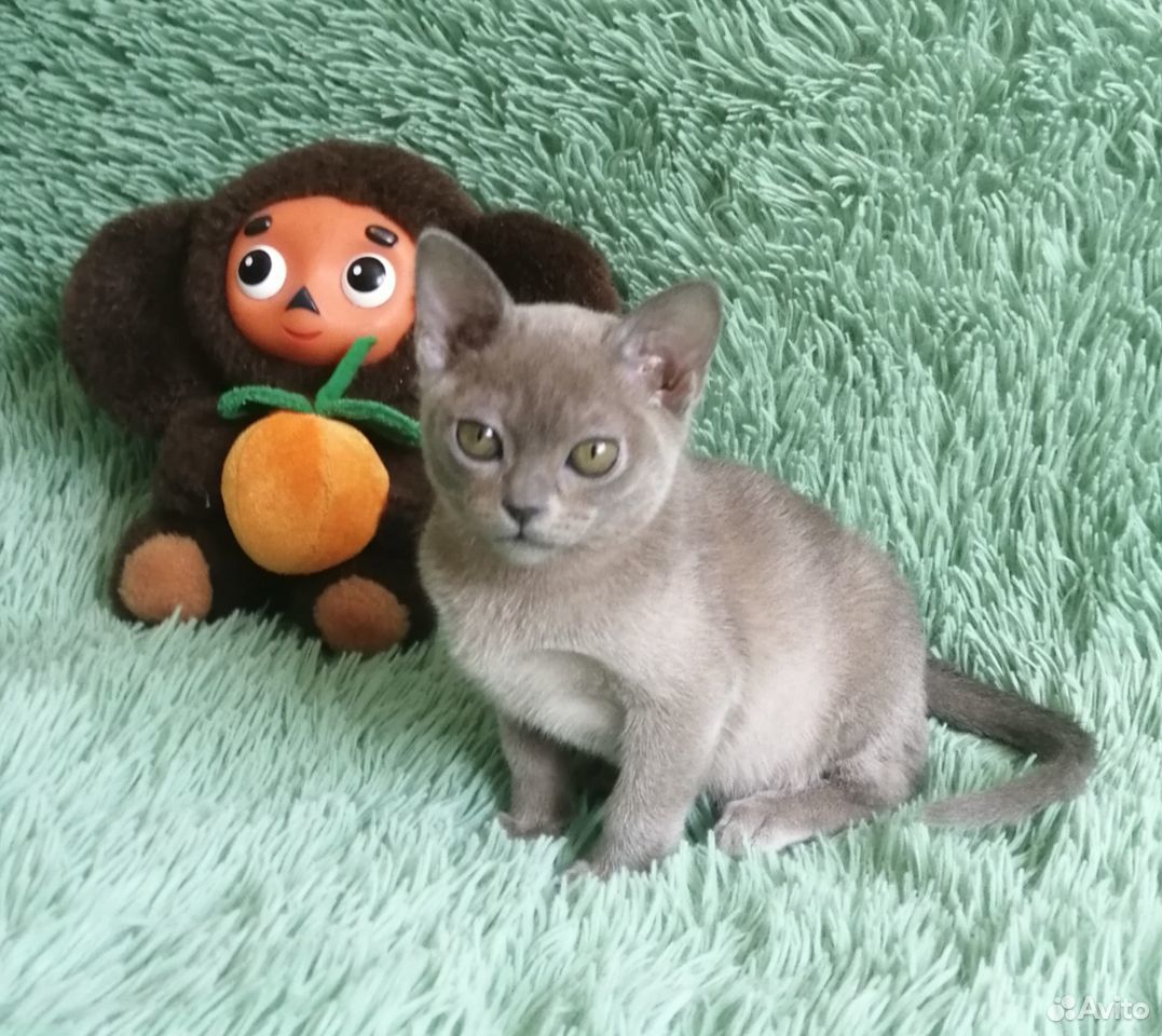 Бурманский котенок купить на Зозу.ру - фотография № 1