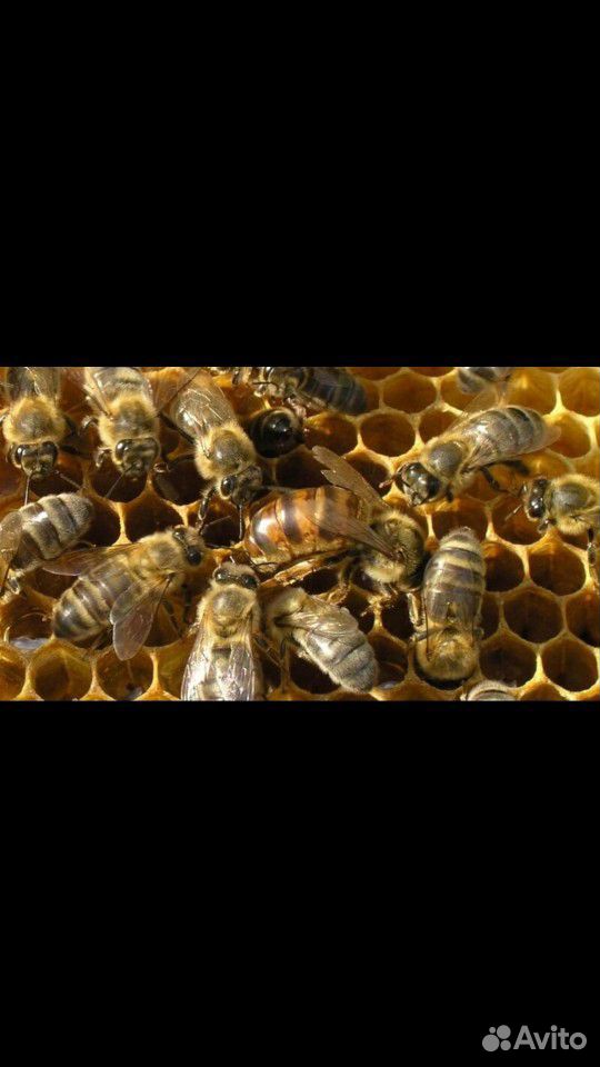 Карпатские пчелы купить на Зозу.ру - фотография № 1