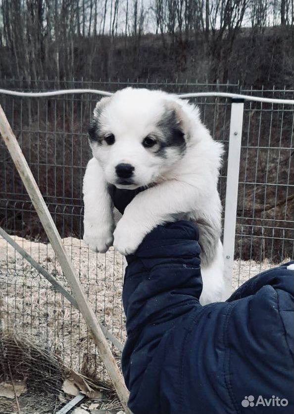 Среднеазиатская овчарка щенок продажа кобель 1,5 м купить на Зозу.ру - фотография № 6