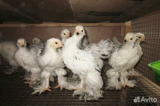 Продам цыплят 3-х месячных породы Колумбийская Бра купить на Зозу.ру - фотография № 1