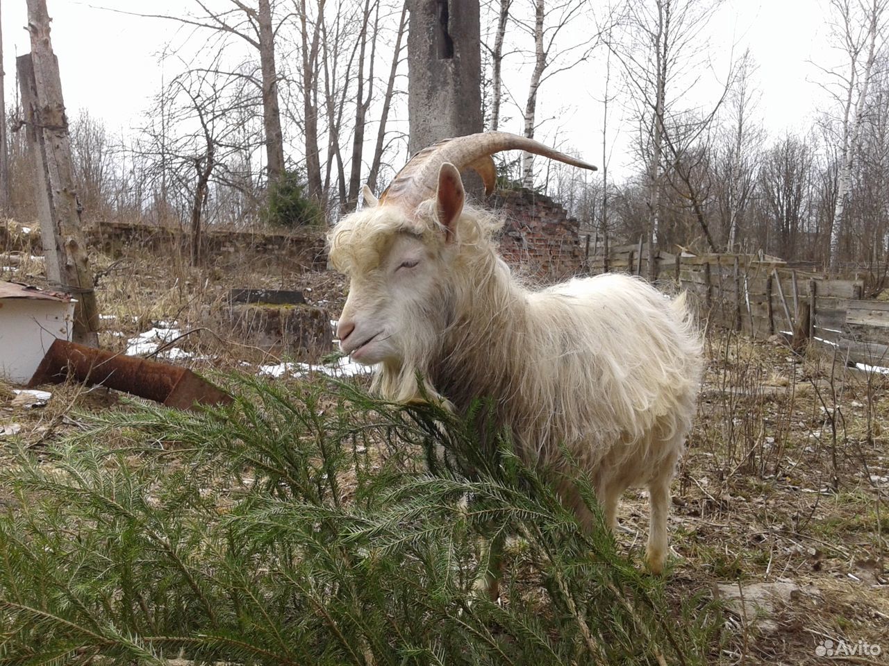 Продам молодого козла от племенной молочной козы купить на Зозу.ру - фотография № 6
