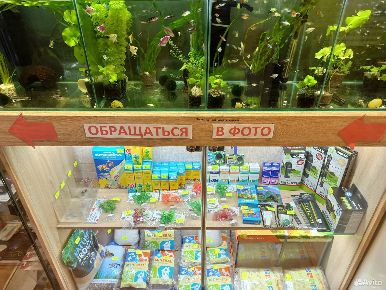 Купить Аквариумных Рыбок В Туле На Авито