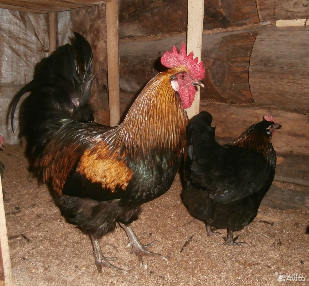 Цыплята породистых кур купить на Зозу.ру - фотография № 2