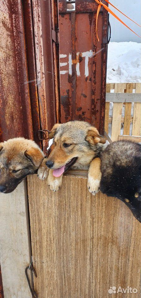 Собаки для охраны дома или склада купить на Зозу.ру - фотография № 1