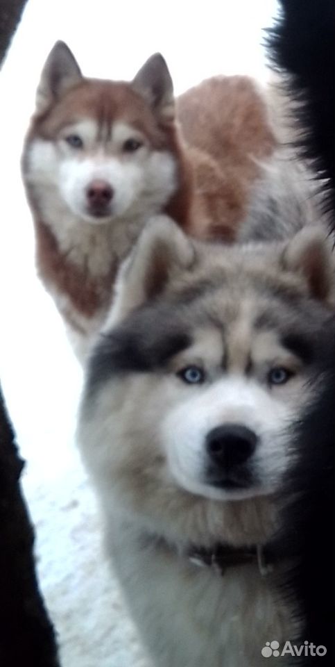 Северные волки щенки купить на Зозу.ру - фотография № 1