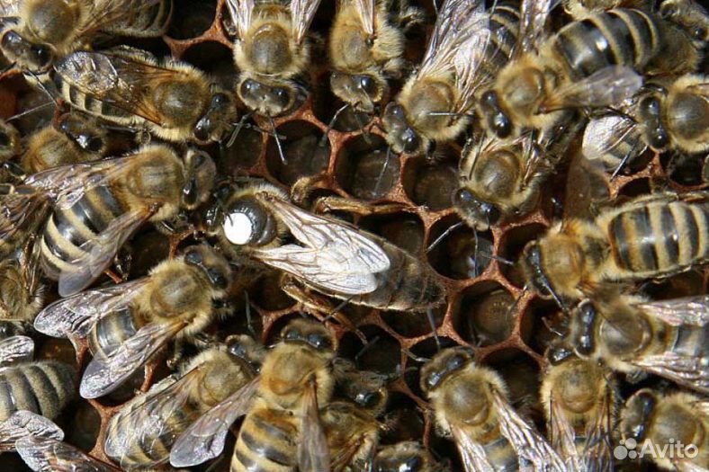 Продаются пчелы породы Карпатка купить на Зозу.ру - фотография № 1