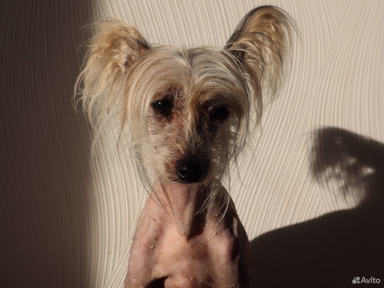 Собаки породы китайская хохлатая собака в России — объявления о продаже