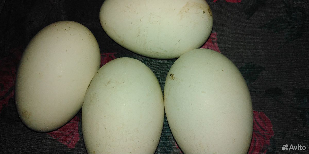 Яйцо гусиное купить на Зозу.ру - фотография № 1