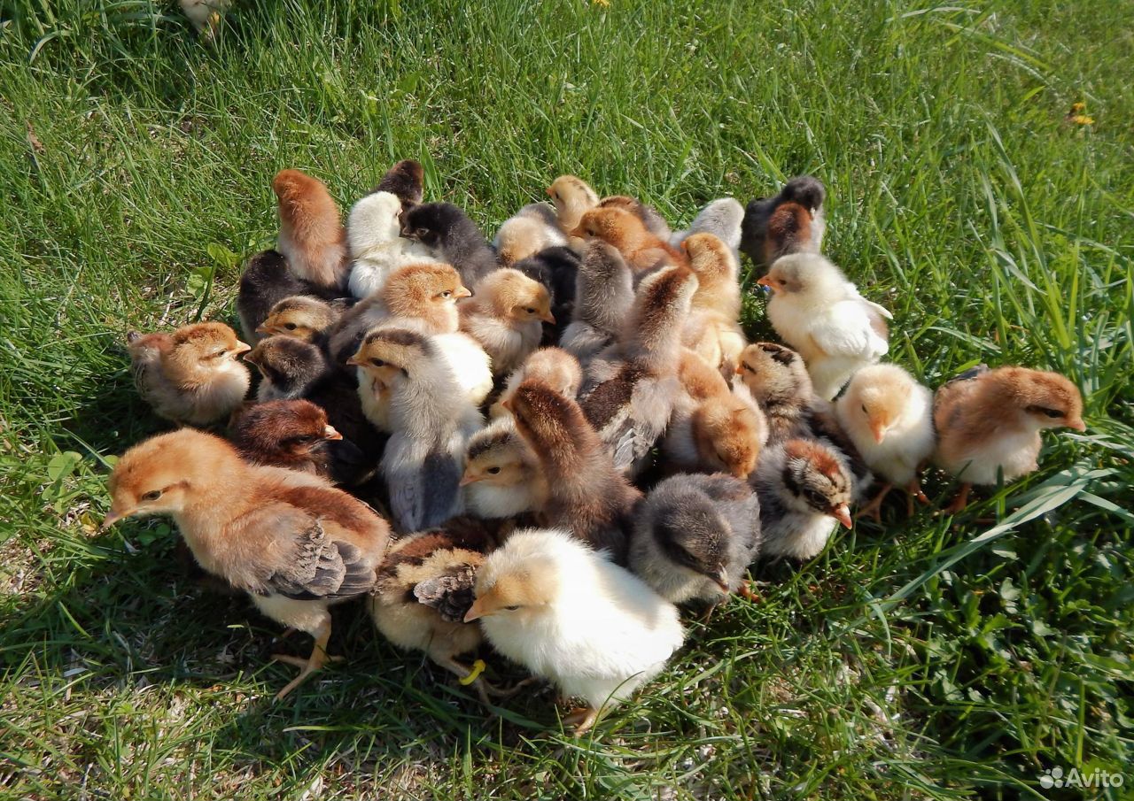 Продам домашних цыплят разной породы купить на Зозу.ру - фотография № 1