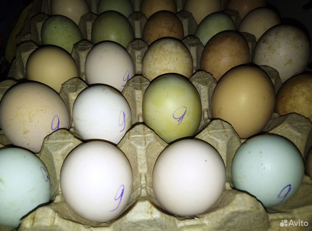 Инкубационное яйцо кур, индюков купить на Зозу.ру - фотография № 2