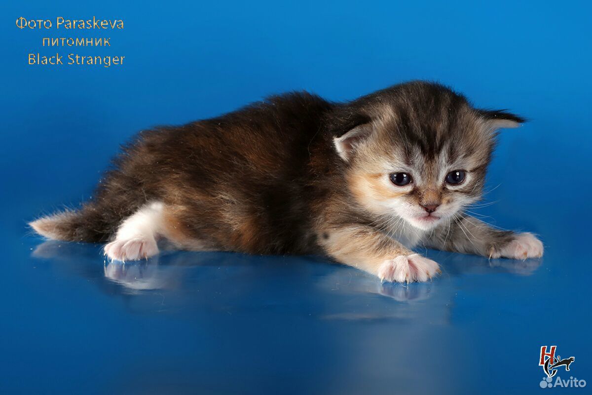 Сибирские котятки с документами купить на Зозу.ру - фотография № 4