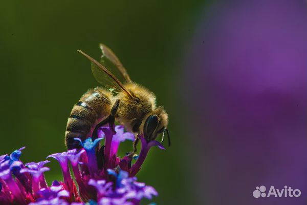 Пчеломатки заказать купить на Зозу.ру - фотография № 1