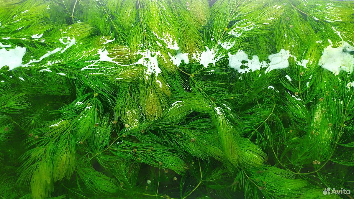 Роголистник - аквариумное растение купить на Зозу.ру - фотография № 1