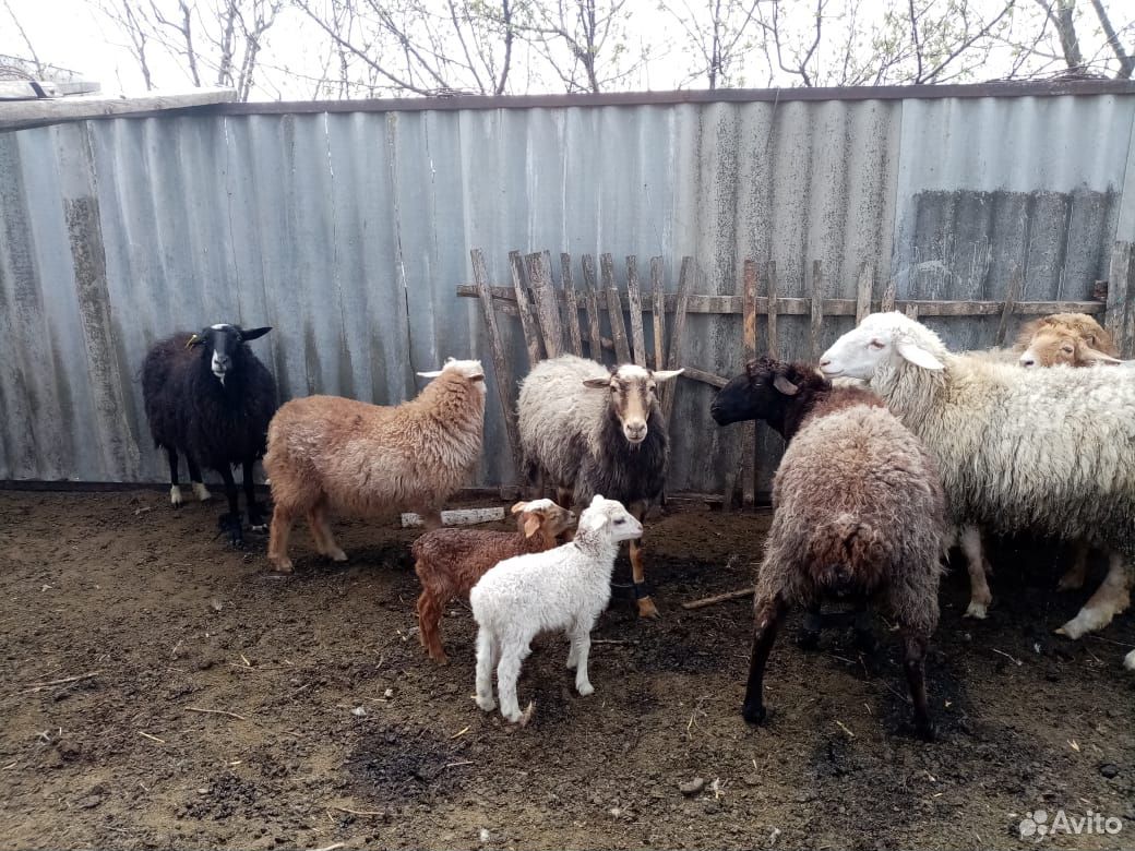 Овцы,ягнята купить на Зозу.ру - фотография № 10