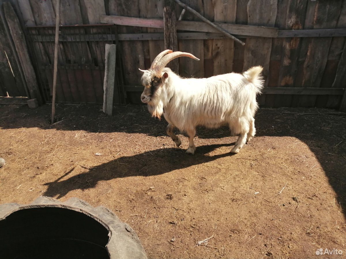 Продам полуторагодовалого козла на племя купить на Зозу.ру - фотография № 1
