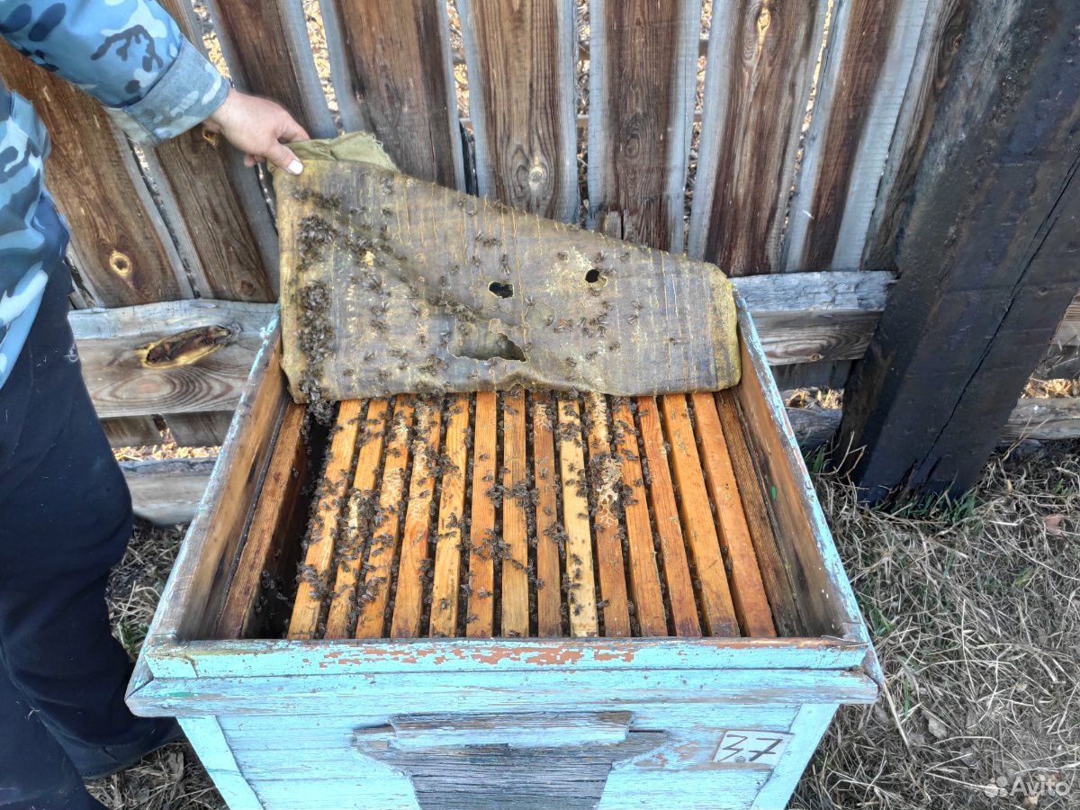 Продаются пчёлы купить на Зозу.ру - фотография № 4