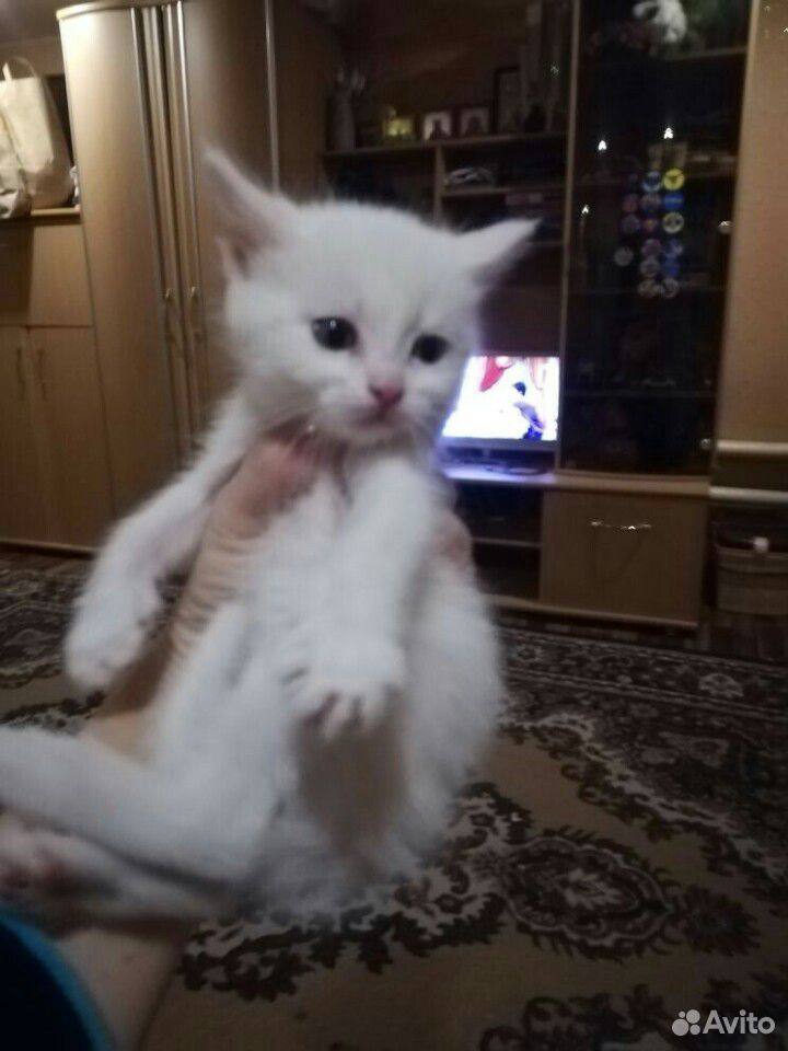 Белоснежные котята купить на Зозу.ру - фотография № 2